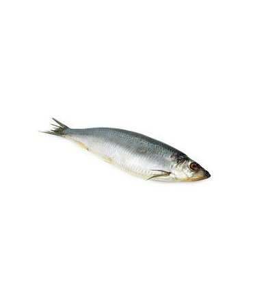 Salted Herring 1 piece
